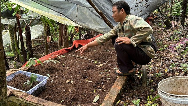 Kon Tum: Trộm cắp sâm hoành hành