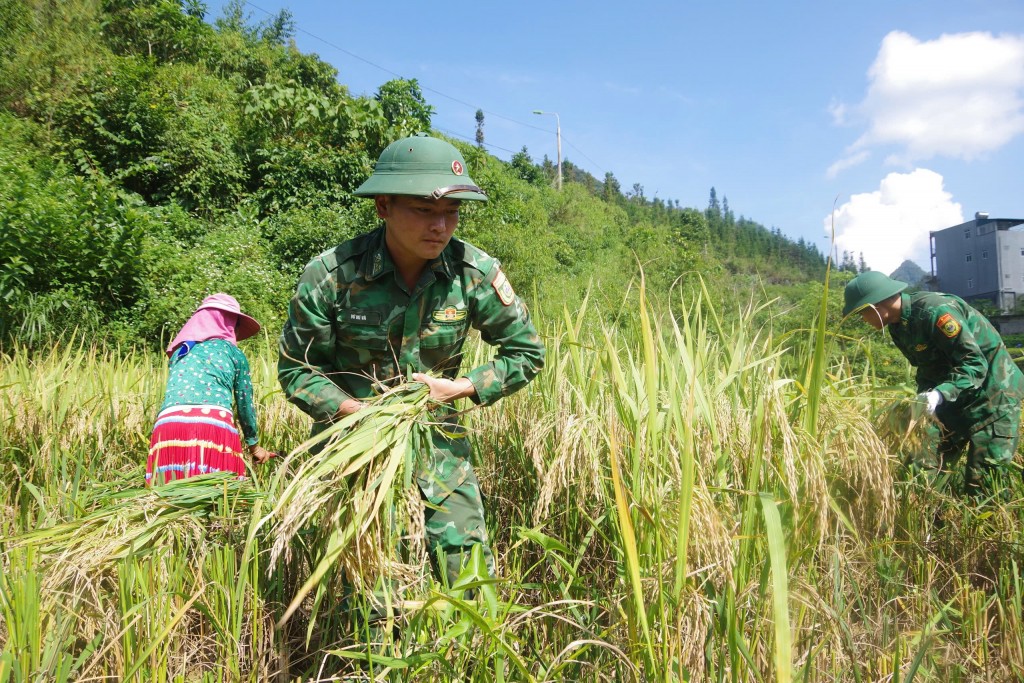 Biên phòng Hà Giang giúp dân thu hoạch lúa sau mưa bão