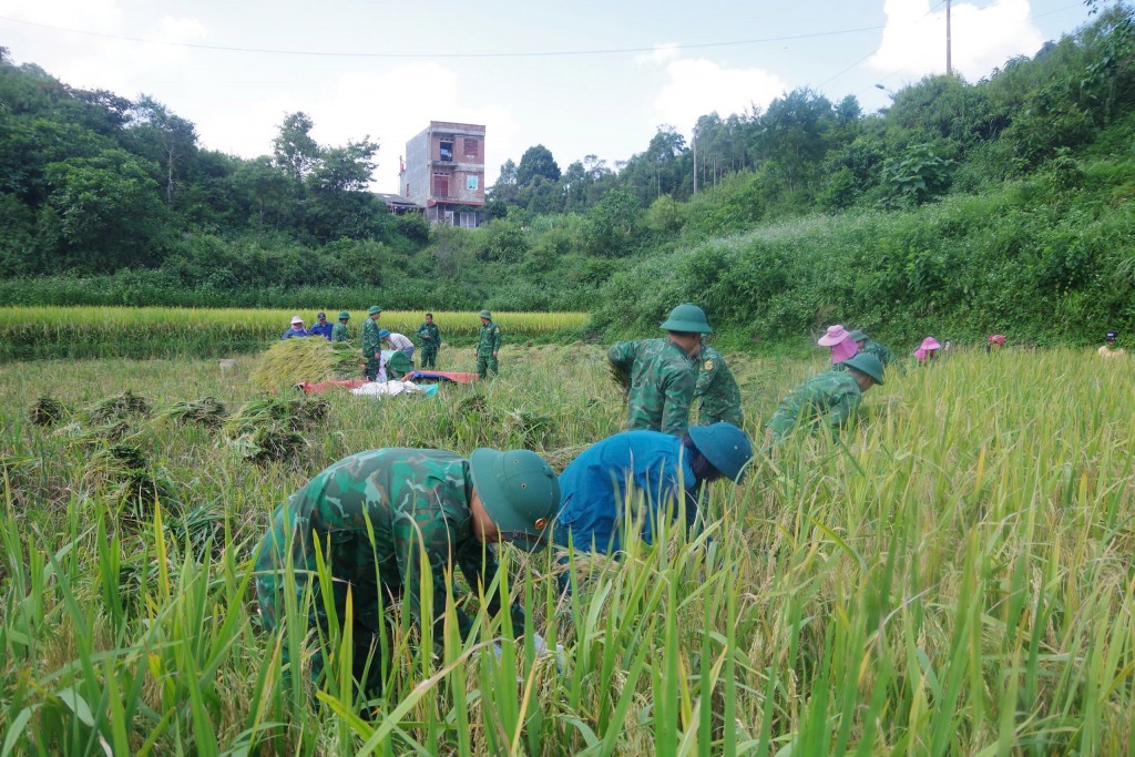 Biên phòng Hà Giang giúp dân thu hoạch lúa sau mưa bão