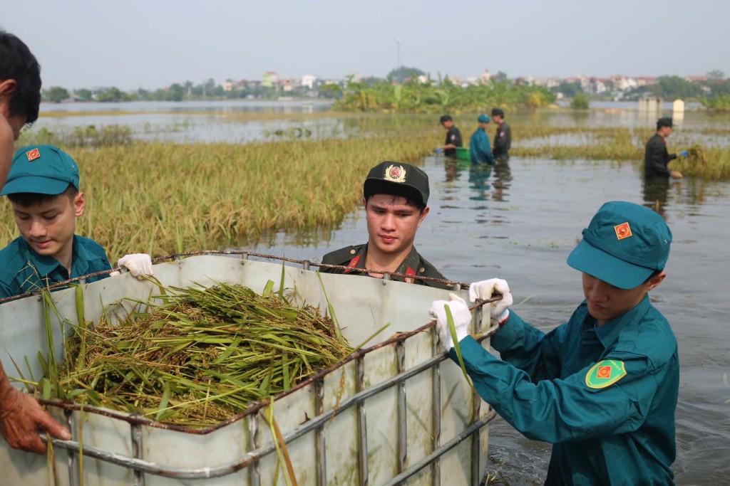 Áo xanh tình nguyện xuống đồng gặt lúa chạy lũ giúp dân