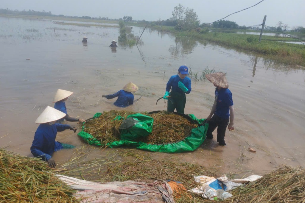 Bạn trẻ gặt lúa chạy lũ giúp dân 