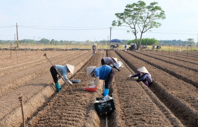 Đảm bảo cung cấp đủ lượng rau xanh cho người tiêu dùng Thủ đô