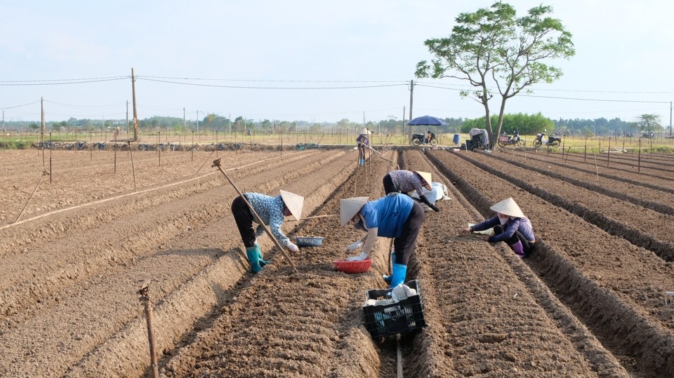 Đảm bảo cung cấp đủ lượng rau xanh cho người tiêu dùng Thủ đô