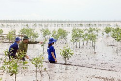 Vinamilk: Nỗ lực hình thành bể hấp thụ carbon từ rừng ngập mặn