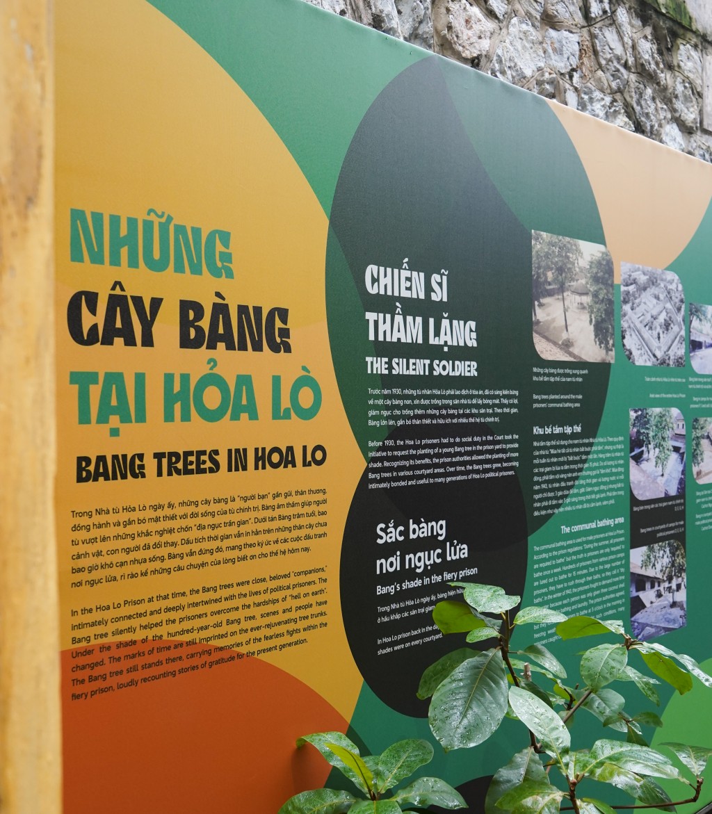 Lắng nghe những cây bàng kể chuyện lịch sử hào hùng