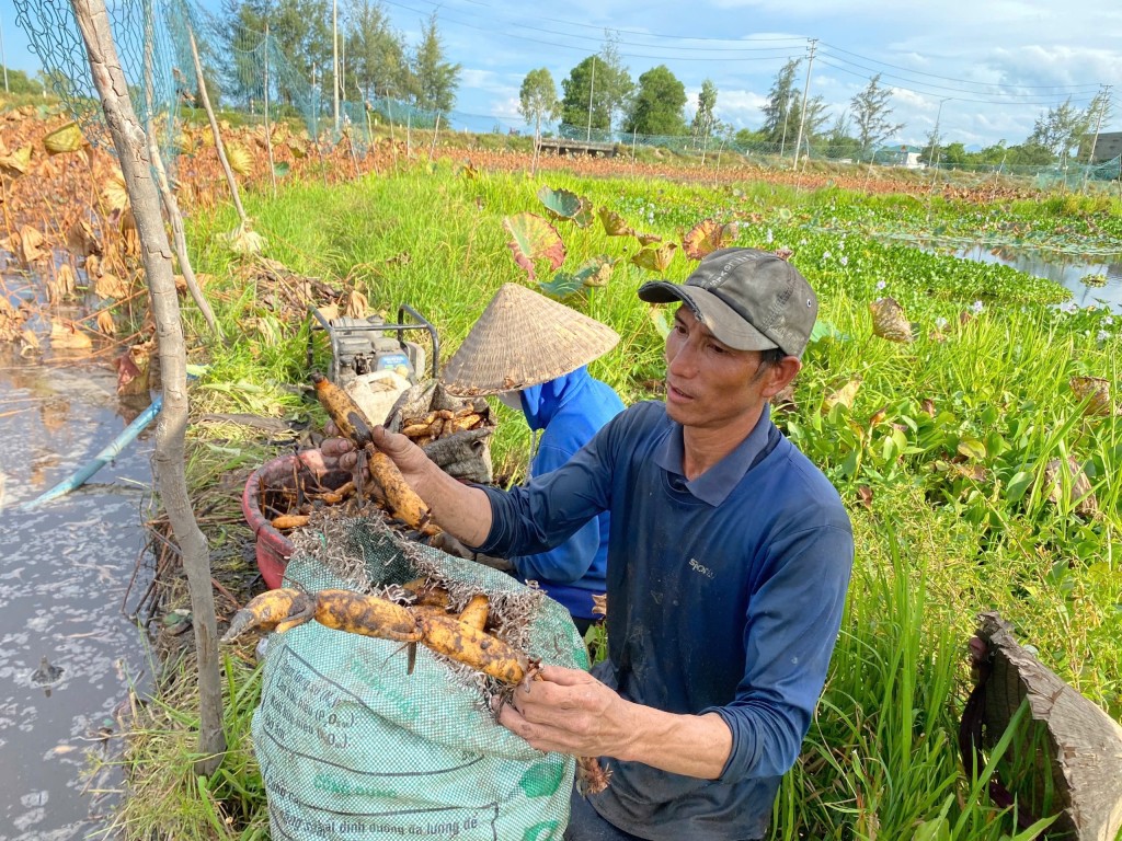 Anh Phan Bá Ly (xã Vinh Thanh, huyện Phú Vang) đánh giá cao việc chuyển đổi trồng lùa kém năng suất sang trồng sen (Ảnh Đ.Minh) Anh Phan Bá Ly (xã Vinh Thanh, huyện Phú Vang) đánh giá cao việc chuyển đổi trồng lùa kém năng suất sang trồng sen (Ảnh Đ.Minh)