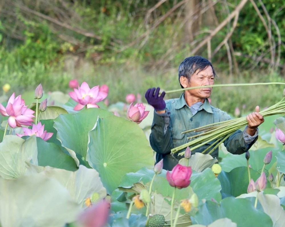 cây sen không chỉ mang lại hiệu quả kinh tế, mà còn gắn liền với đời sống và nét đẹp văn hóa của vùng đất, con người xứ Huế (Ảnh PV) cây sen không chỉ mang lại hiệu quả kinh tế, mà còn gắn liền với đời sống và nét đẹp văn hóa của vùng đất, con người xứ Huế (Ảnh PV)