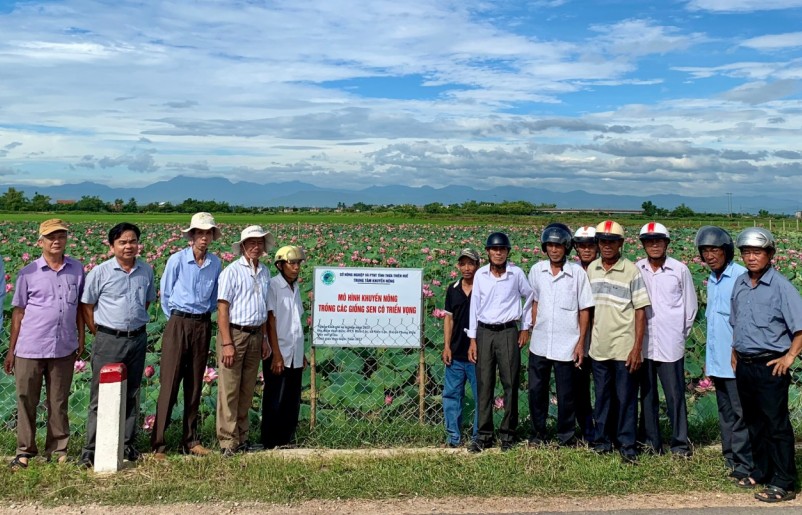 Thừa Thiên - Huế: Hiệu quả từ mô hình trồng sen trên đất lúa