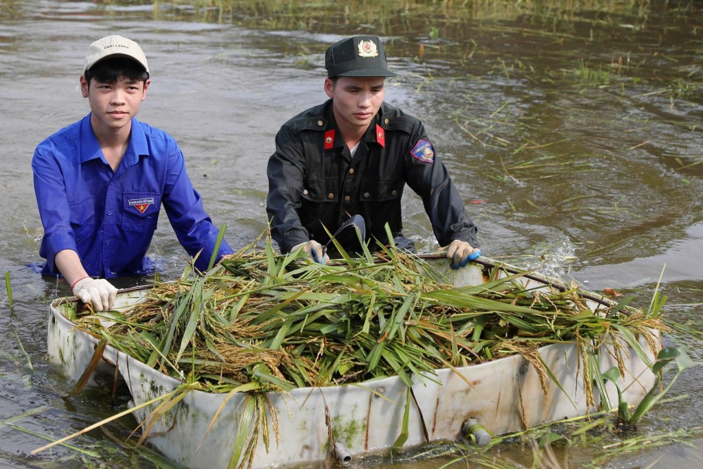 Thanh niên hỗ trợ người dân gặt lúa sau bão số 3