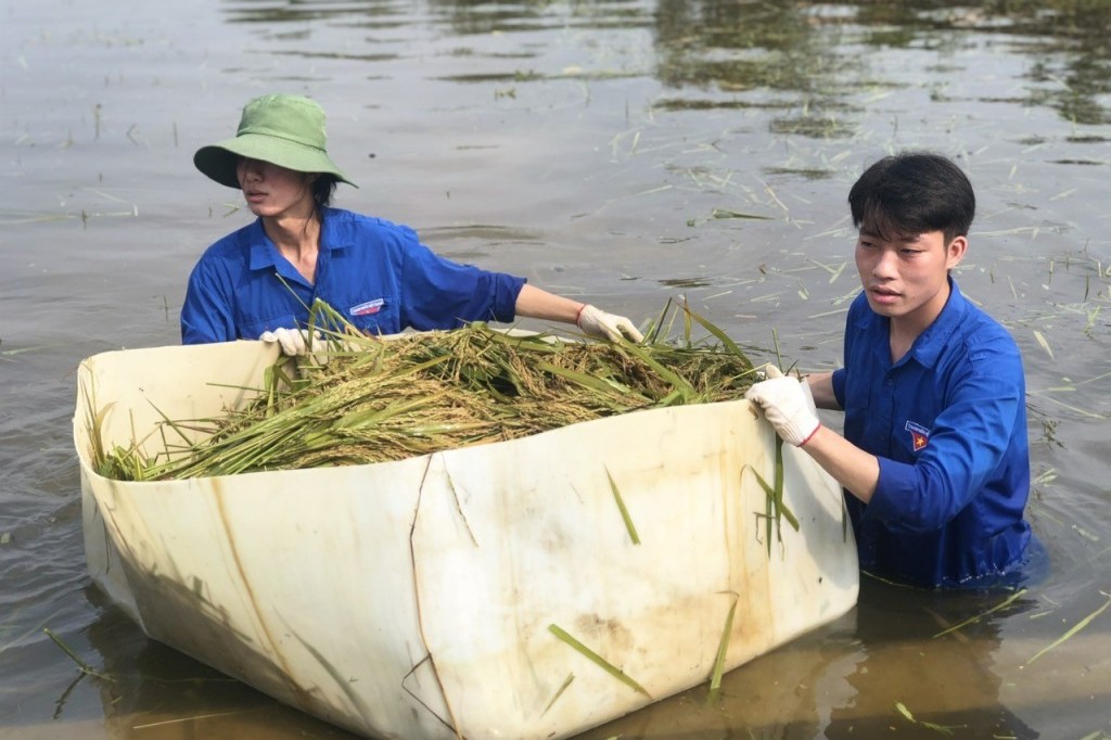 Áo xanh tình nguyện gặt lúa giúp dân