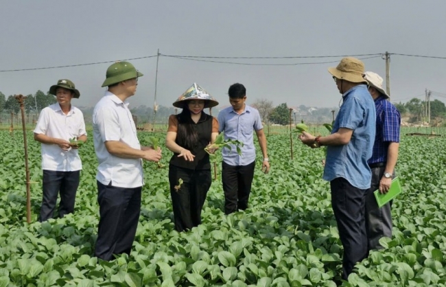 Hỗ trợ nông dân Mê Linh phục hồi sản xuất