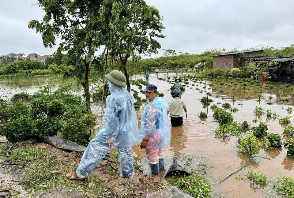 Huyện Gia Lâm nỗ lực phục hồi sản xuất nông nghiệp