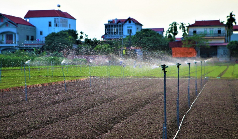 Cái khó ló cái khôn - nông dân Hà Nội cần cù sản xuất sau siêu bão