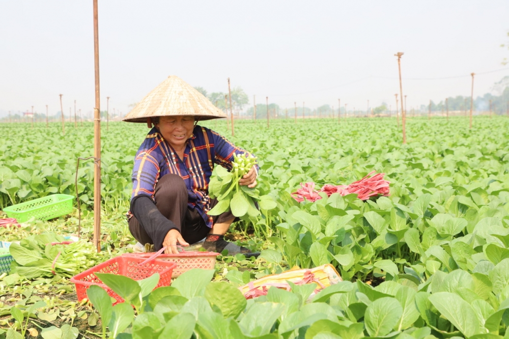 Cái khó ló cái khôn - nông dân Hà Nội cần cù sản xuất sau siêu bão