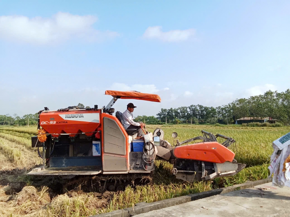 Cái khó ló cái khôn - nông dân Hà Nội cần cù sản xuất sau siêu bão