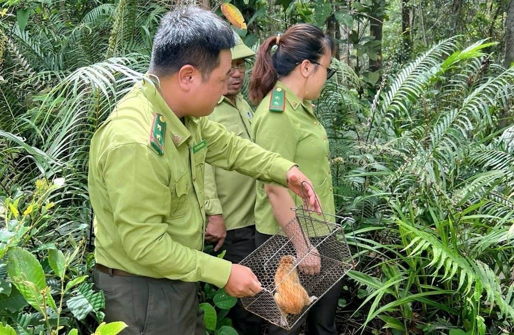 Cán bộ kiểm lâm thả động vật quý hiếm trở về tự nhiên 