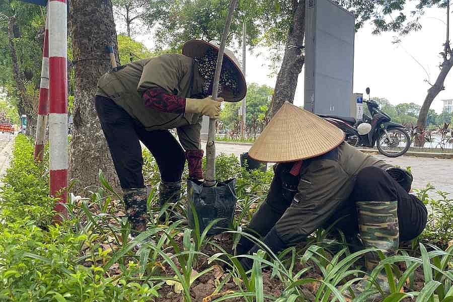 Vườn hoa hồ Thiền Quang vừa khánh thành, hoa đã bị trộm