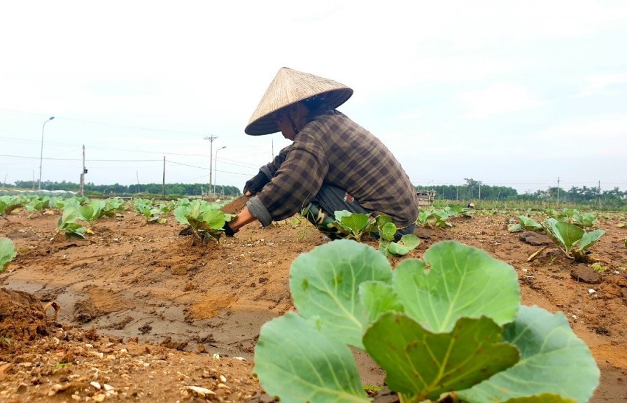 Hà Nội tập trung hỗ trợ phát triển sản xuất cây trồng vụ đông