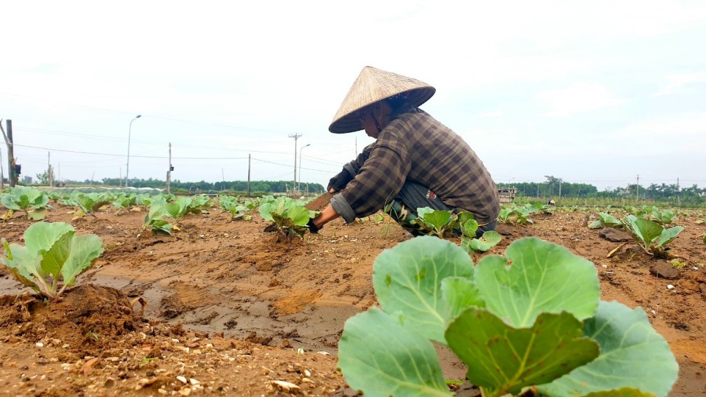 Hà Nội tập trung hỗ trợ phát triển sản xuất cây trồng vụ đông