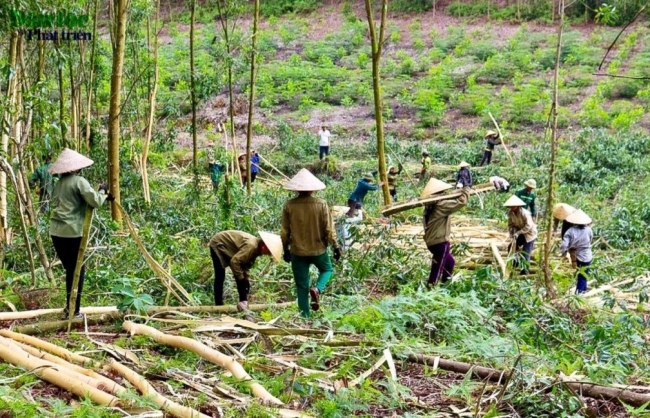 Nghị định quy định về thanh lý rừng trồng