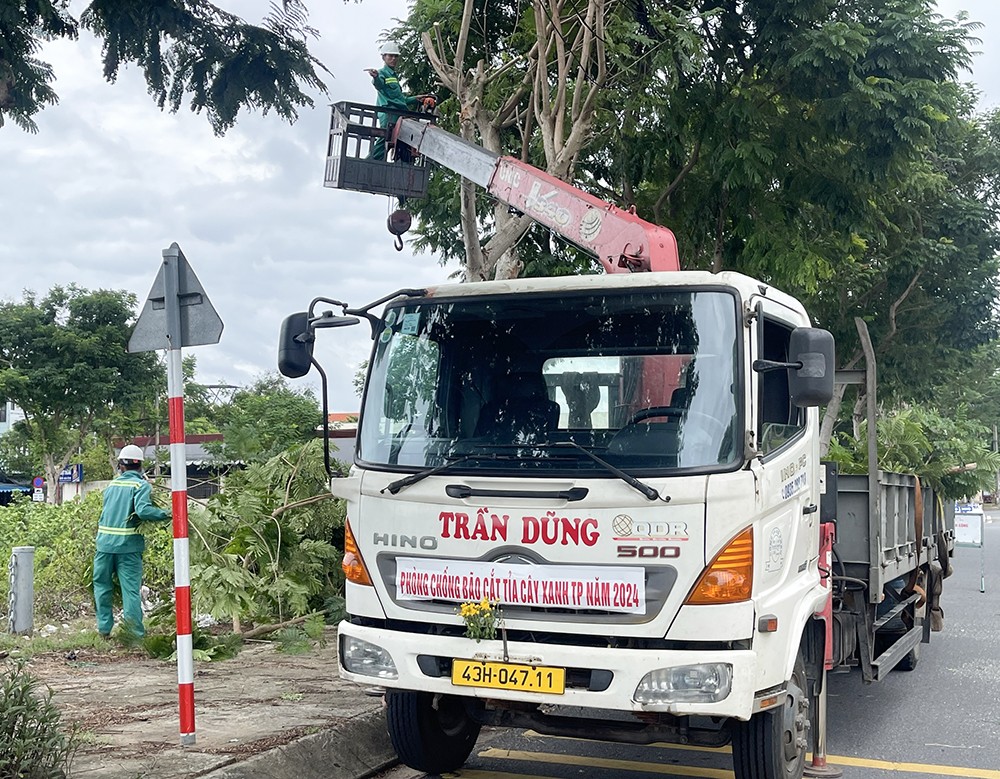 Trước đó, Công ty Công viên - Cây xanh Đà Nẵng tổ chức rà soát, đẩy nhanh tiến độ cắt tỉa cây xanh phòng, chống bão 