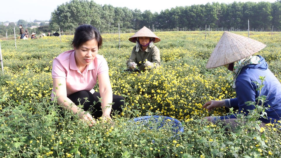 Hà Nội xây dựng thành công nhiều mô hình khuyến nông