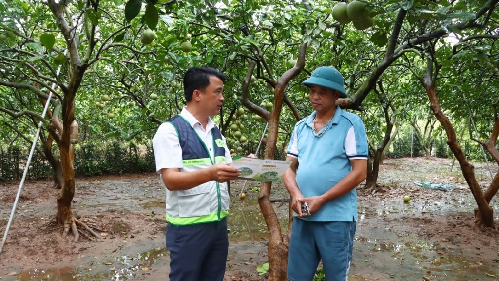 Khuyến nông Thủ đô cùng nông dân vượt khó, khôi phục sản xuất