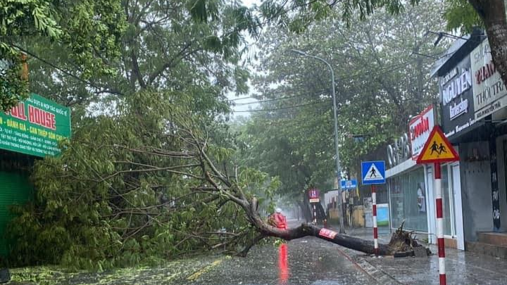 Bão số 6 áp sát đất liền, gió giật gây ngã đổ cây xanh