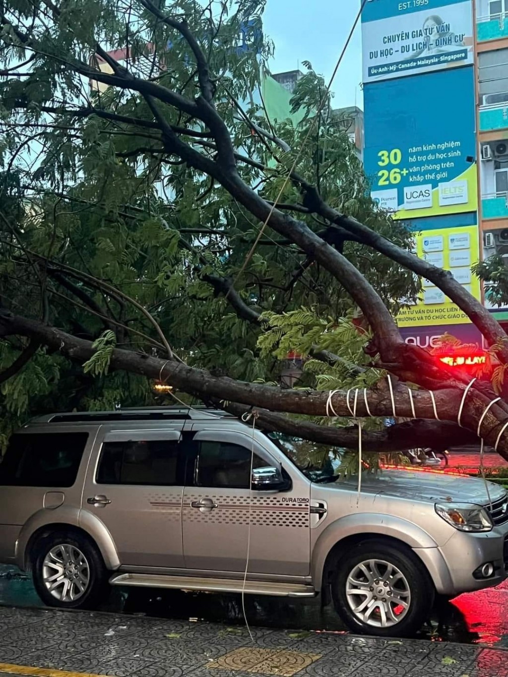 Bão số 6 áp sát đất liền, gió giật gây ngã đổ cây xanh