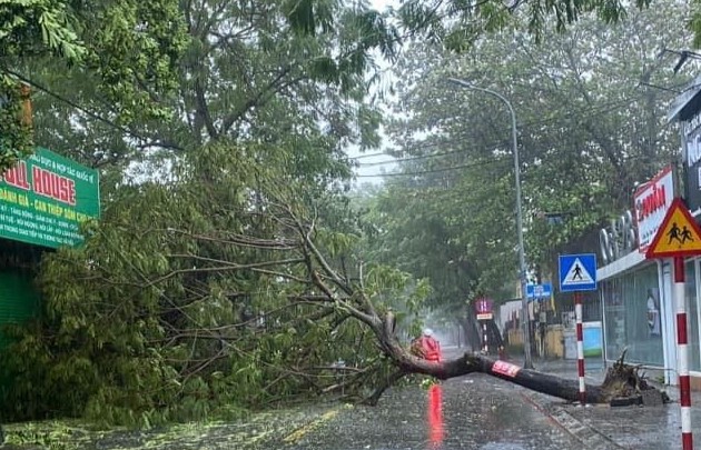 Ảnh hưởng bão số 6: Miền Trung mưa lớn, cây xanh ngã đổ