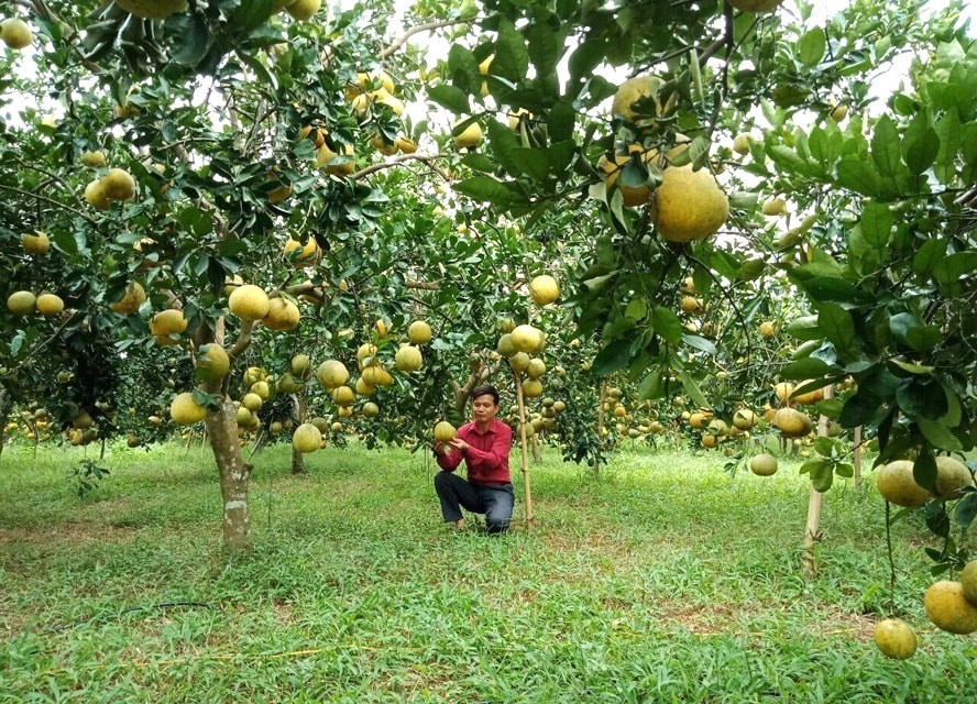 Phát triển, nhân rộng các mô hình khuyến nông hiệu quả