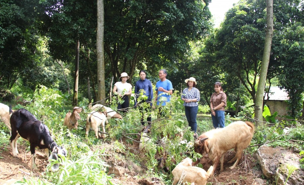 Phát triển, nhân rộng các mô hình khuyến nông hiệu quả