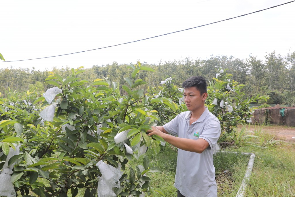 Trọng Hiếu, thanh niên nông dân Bình Dương trồng ổi xuất khẩu