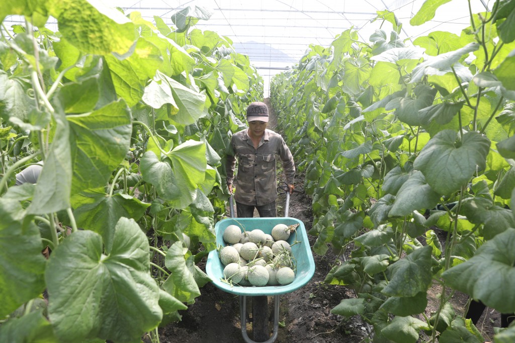 Mô hình trồng dưa lưới của Hợp tác xã (HTX) Nông nghiệp công nghệ cao Kim Long là một trong những mô hình hoạt động hiệu quả