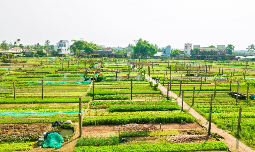 Làng rau Trà Quế (Ảnh: quangnam.gov.vn)