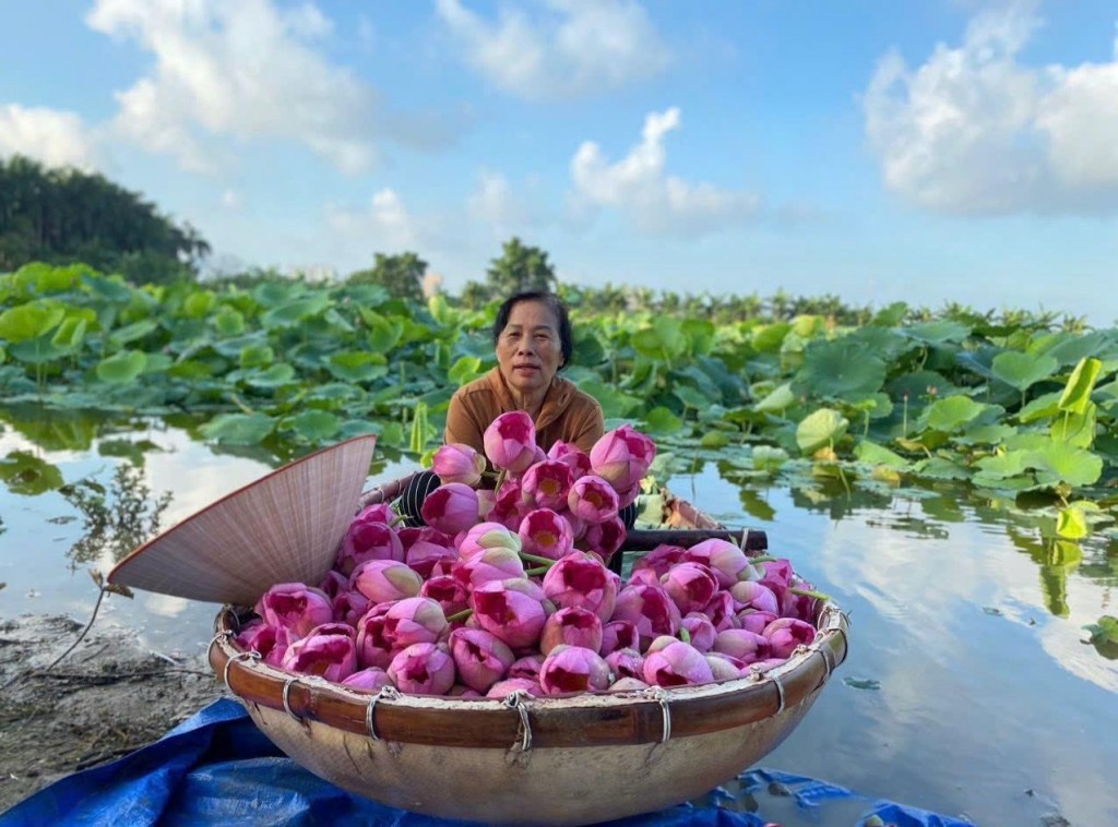 Ngát hương sen hồ Tây