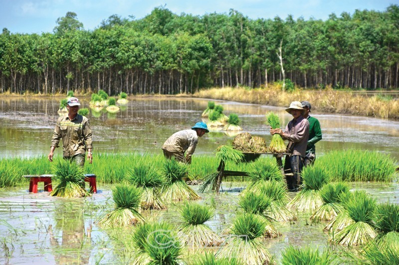 Khung cảnh mùa nước nổi ở Cà Mau (Ảnh: Báo Cà Mau)