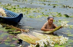 Cà Mau mùa nước nổi