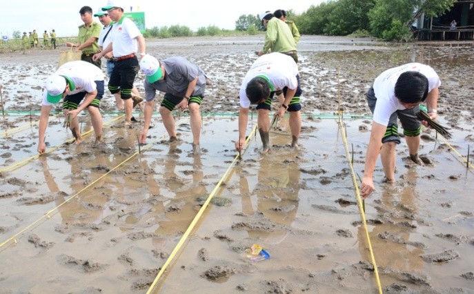 Để ứng phó với biến đổi khí hậu và hiệu ứng El Nino, thì việc giữ và phát triển rừng ngập mặn ở tỉnh Cà Mau có ý nghĩa vô cùng quan trọng.