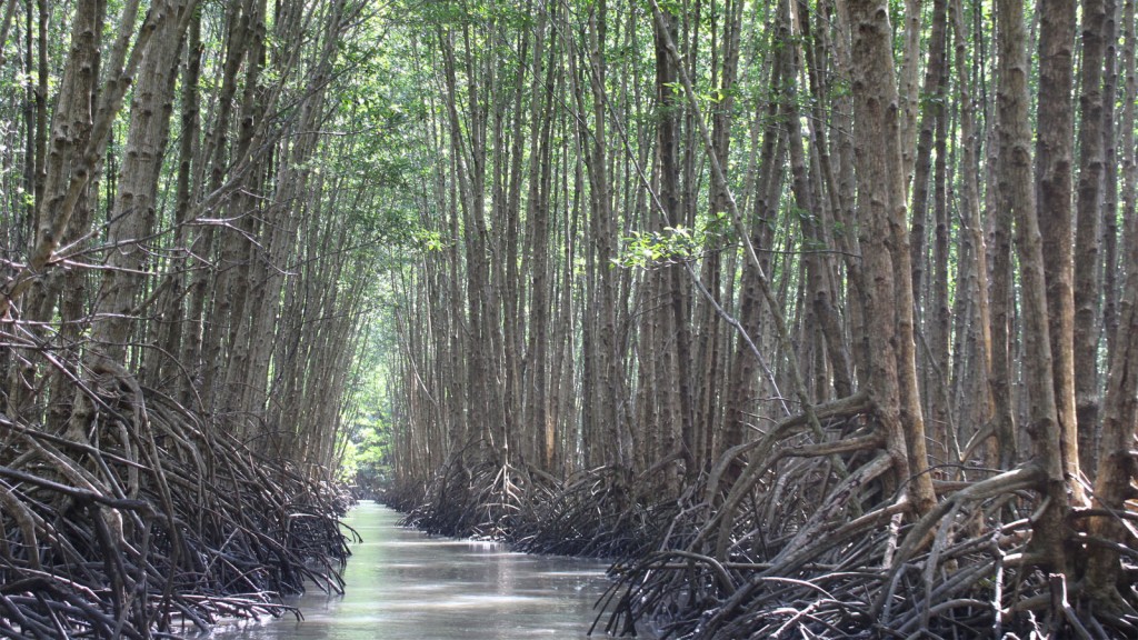 Tỉnh Cà Mau có 142.000 ha rừng