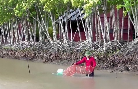 Hiệu quả từ mô hình nuôi tôm rừng sinh thái