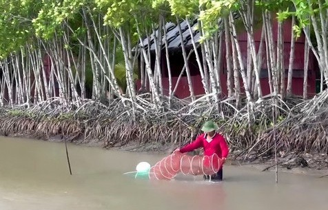 Hiệu quả từ mô hình nuôi tôm rừng sinh thái