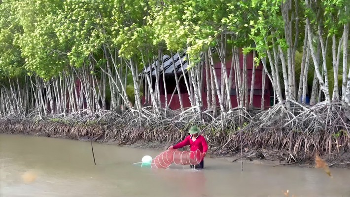 Phát triển mô hình nuôi tôm rừng sinh thái ở Cà Mau nhằm để tận dụng tiềm năng và lợi thế vốn có của địa phương để nâng cao giá trị gia tăng cho sản phẩm thủy sản.