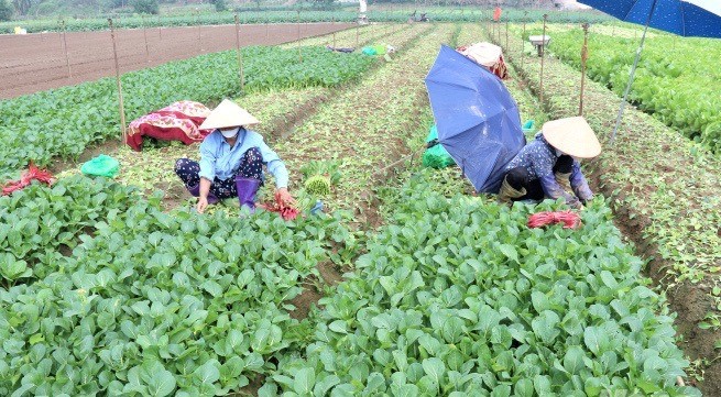 Thành viên Hợp tác xã Dịch vụ nông nghiệp Đông Cao (huyện Mê Linh) thu hoạch rau củ. Ảnh: Lâm Nguyễn