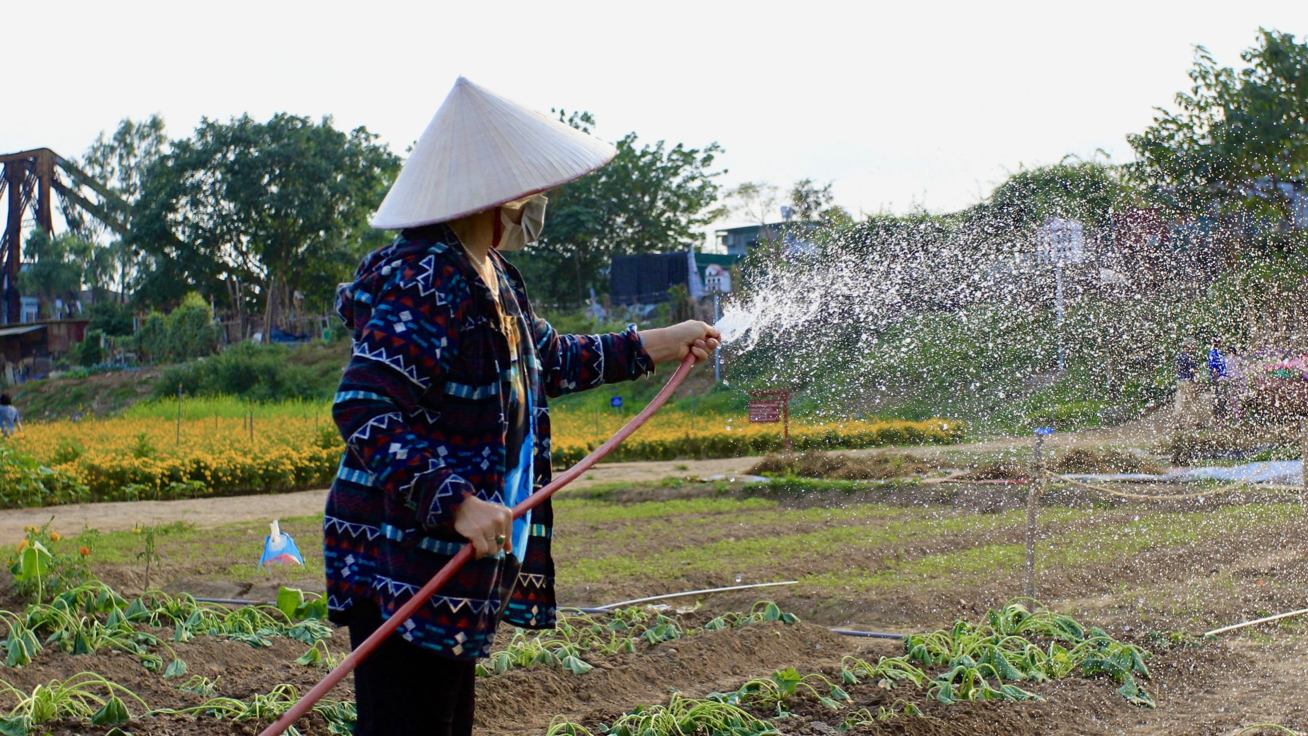 Cô Thuỷ phụ trách tưới tiêu tại bến hoa