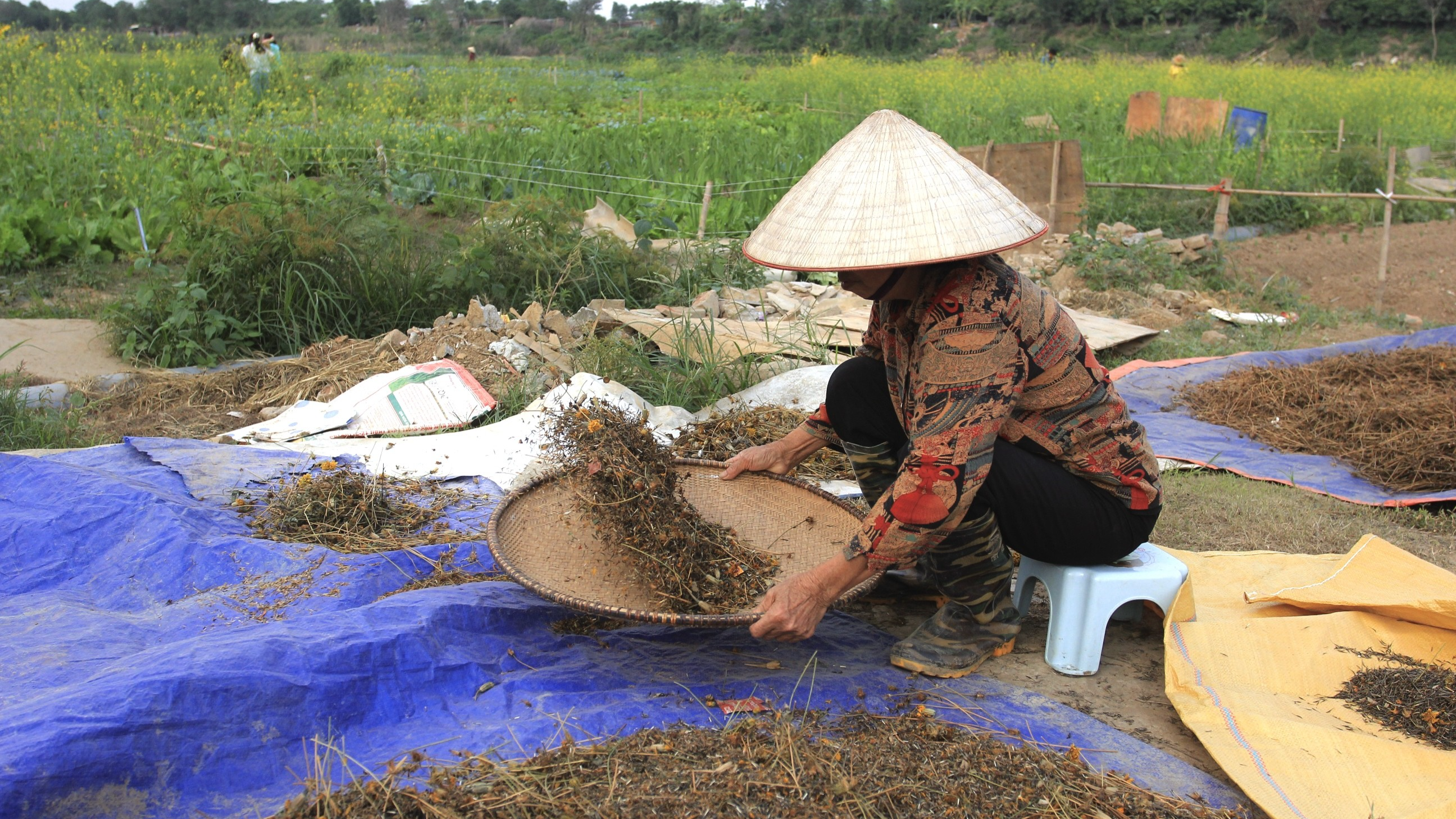 Cô Ngát phân loại giống để chuẩn bị cho đợt gieo trồng sang năm