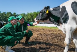 Chuyên gia đề xuất tái sử dụng phân chuồng làm phân bón