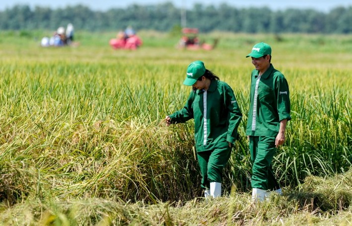 Mùa vàng về trên cánh đồng lúa ST25 "5 không" tại Vinamilk Green Farm