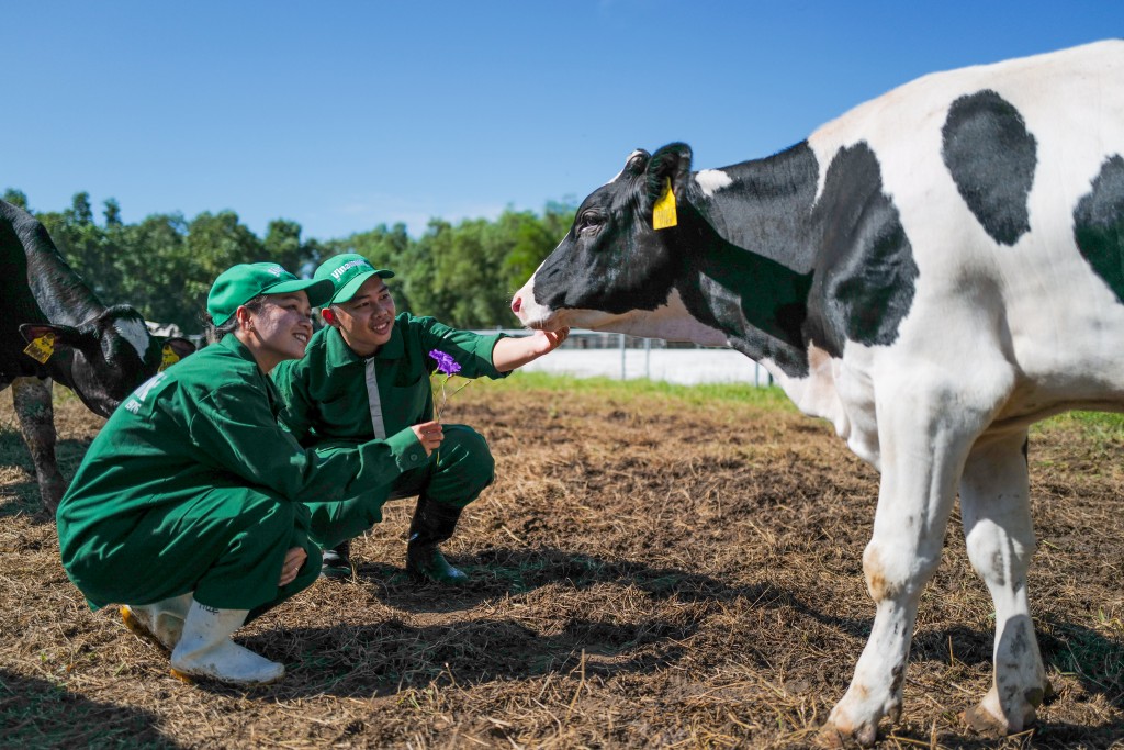Trang trại Green Farm tại Tây Ninh được khánh thành từ năm 2019, quy mô đàn bò hiện đạt gần 8000 con bò bê, sản lượng sữa lên đến 40 triệu lít mỗi năm. Ngoài Tây Ninh, Vinamilk hiện có 3 trang trại sinh thái Green Farm khác tại Quảng Ngãi, Thanh Hóa và Đà Lạt (theo chuẩn Organic), đều được đánh giá là mô hình trang trại sinh thái tiêu biểu, định hướng theo nông nghiệp bền vững, giảm phát thải của ngành chăn nuôi bò sữa. Trang trại Green Farm tại Tây Ninh được khánh thành từ năm 2019, quy mô đàn bò hiện đạt gần 8000 con bò bê, sản lượng sữa lên đến 40 triệu lít mỗi năm. Ngoài Tây Ninh, Vinamilk hiện có 3 trang trại sinh thái Green Farm khác tại Quảng Ngãi, Thanh Hóa và Đà