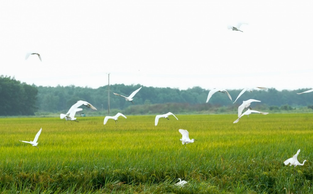 Với trang trại Green Farm tại Tây Ninh, đây không chỉ là một cánh đồng lúa, đó là thành quả của cả một quá trình 5 năm đào sâu nghiên cứu, bền bỉ cải tạo đất, tìm phương pháp canh tác tối ưu, chọn giống cây trồng phù hợp... Đúc kết lại, những chuyên gia nông nghiệp Vinamilk gọi đây là “Cánh đồng 5 Không”. Đó là: Không làm gì cả - Không phân bón hóa học – Không thuốc trừ sâu hóa học - Không thuốc diệt cỏ - Không gì là không thể Với trang trại Green Farm tại Tây Ninh, đây không chỉ là một cánh đồng lúa, đó là thành quả của cả một quá trình 5 năm đào sâu nghiên cứu, bền bỉ cải tạo đất, tìm phương pháp canh tác tối ưu, chọn giống cây trồng phù hợp... Đúc kết lại, những chuyên gia n